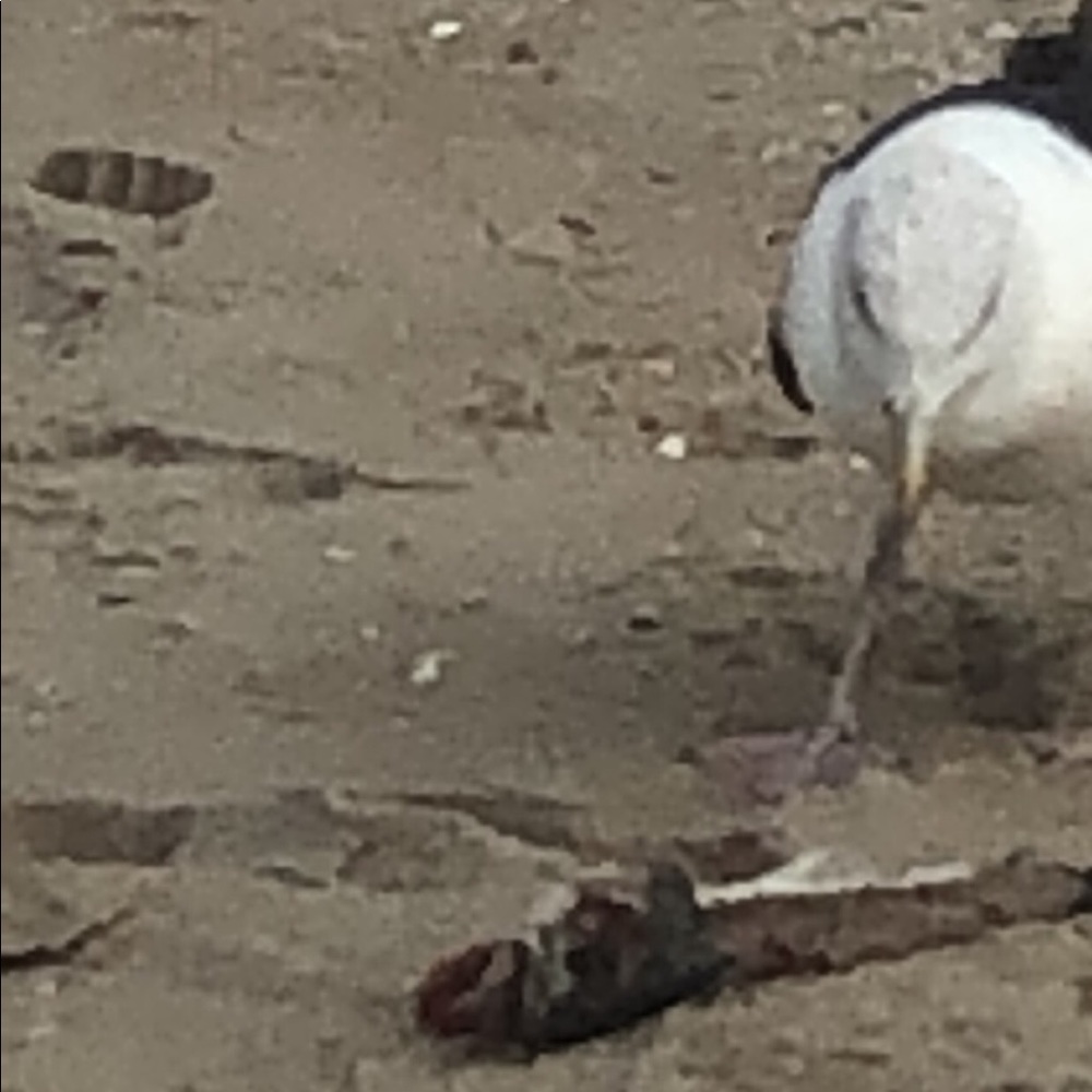 Meet your Posher, Sandy